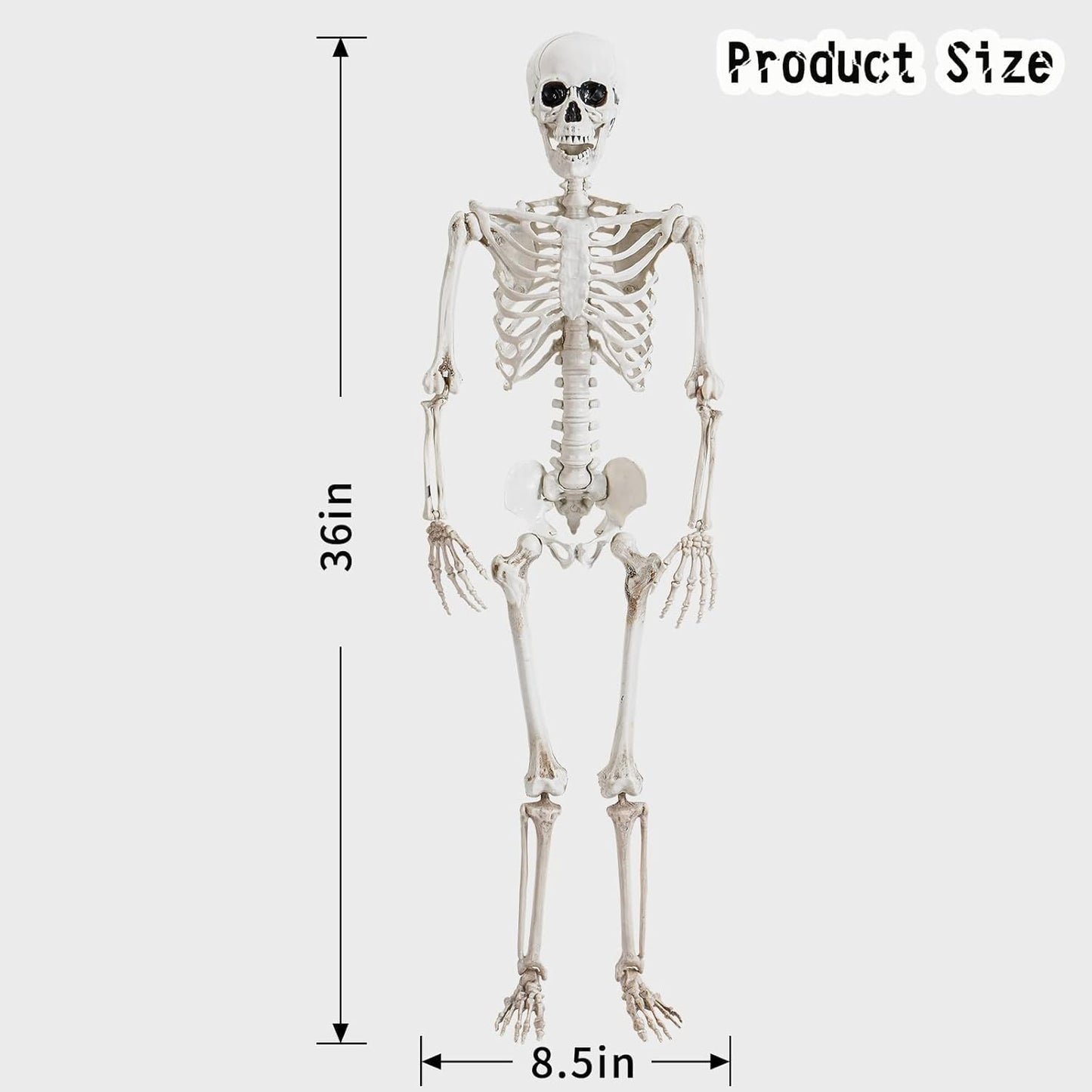 36" Posable Halloween Skeleton – Movable Joints for Party & Yard Decor