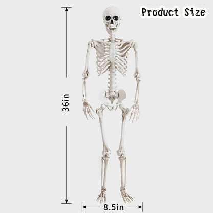 36" Posable Halloween Skeleton – Movable Joints for Party & Yard Decor